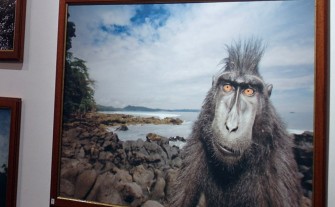 Wildlife Photographer of the Year 2002-2012 w „Domu Greckim” 
