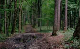 Powiat myślenicki. Biegaczka spotkała niedźwiedzia na szlaku między Łysiną a Lubomirem
