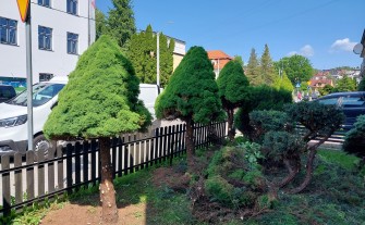 Usługi Przycinania Drzew, Drzewek i Krzewów Owocowych