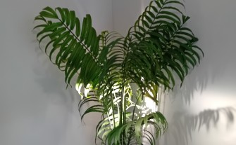 Stuczna keisy palma 180 cm