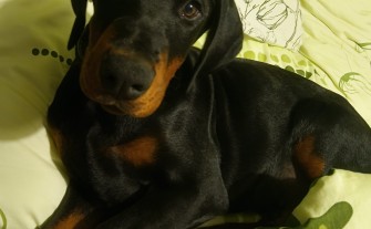 Opiekunka do zwierząt