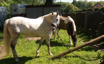 Praca przy obsłudze koni