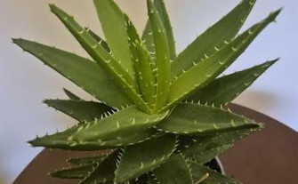 Aloe Mitriformis