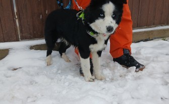 Border collie suczka