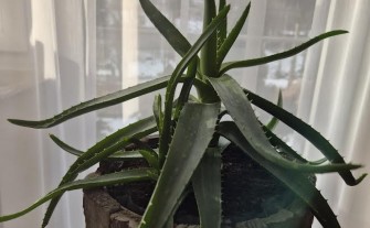 Aloes drzewiasty