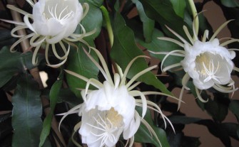 Rzadkość botaniczna