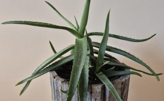 Aloes drzewiasty