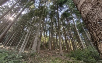 Sprzedam las na Kotoniu