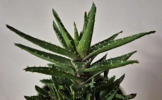 Aloes