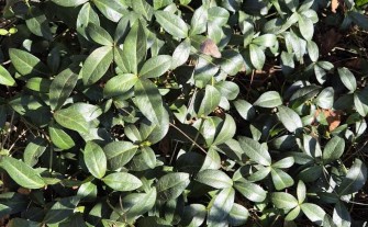 Zielony o każdej porze barwinek