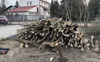 Oddam drewno po wycince drzew