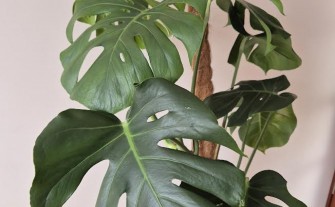 Monstera