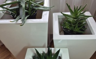 Trzy aloesy o wielu właściwościach zdrowotnych