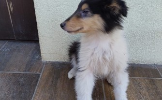 Owczarek szkocki Colie