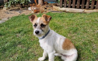 Szczeniak szuka dobrego domu - pilne