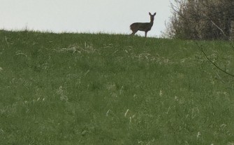 Kupię działkę budowlaną - Myślenice, Osieczany, Polanka, Stróża, Bysina