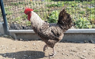 Młode wiejskie koguty