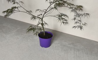 Klon Palmowy 'Shaina' (Acer palmatum 'Shaina') - OKAZJA
