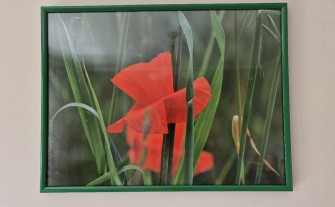 Fotografie kwiatów w dekoracyjnych ramkach