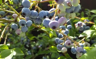 Borówka amerykańska – zdrowe krzaczki na sprzedaż